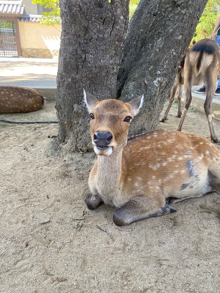 Nara Deer